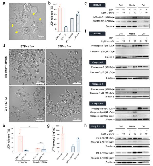 광촉매 활성에 의한 파이롭토시스 유도 분석. (a) 파이롭토시스 과정에서 특이적으로 발견되는 세포막의 수포, (b) 파이롭토시스 과정에서 방출된 LDH 분석, (c-e) 파이롭토시스 개시에 필수적인 GSDMD 단백질 활성 확인, (f) caspase-1, 3이 아닌 caspase-4, 5의 활성화 확인, (g-h) 파이롭토시스에 의한 면역 관련 인자들의 방출 확인