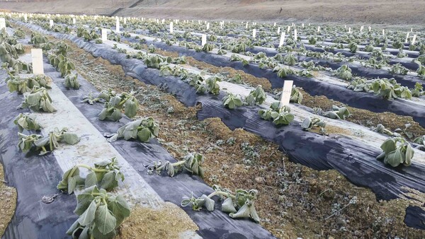 원잠1호의 월동률을 검정하고 있다.