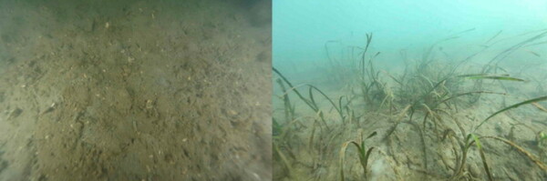 LG화학이 여수 앞바다에 심은 잘피 군락지에 해마가 돌아왔다. 황폐해졌던 바다가 다시 살아나면서 찾아오는 동물도 점점 늘어나는 추세다.