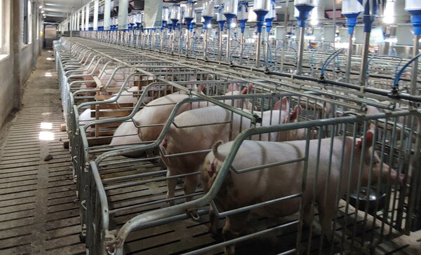 전남도는 국비사업 210억 원을 확보함 따라 가축분뇨 적정처리와 자원화를 적극 확대할 계획이다.