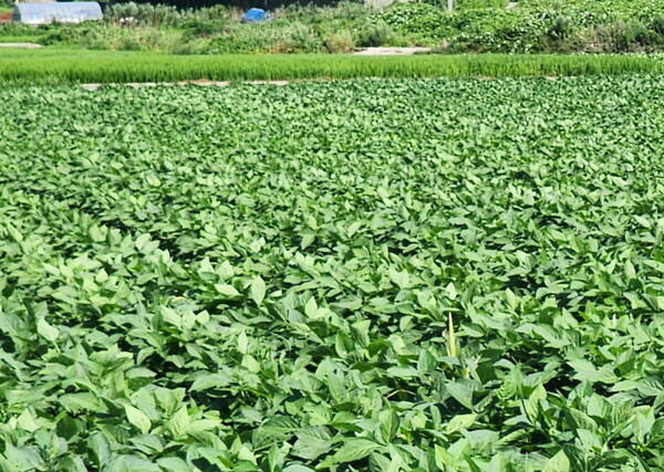 전략작물 산업화 지원사업은 논콩, 옥수수 등 주요 전략작물 생산·유통 여건을 개선하기 위해 교육·컨설팅, 기계·장비, 저장·선별시설 등 사업다각화를 지원하는 사업이다.