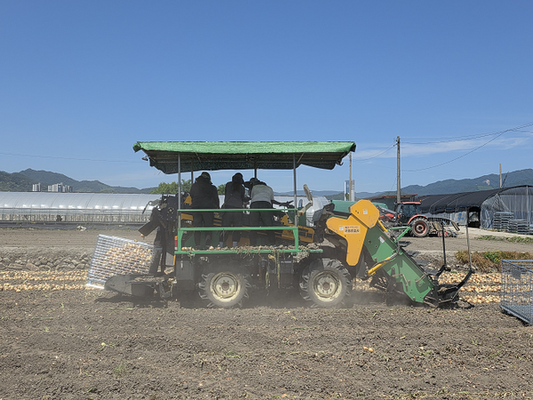 양파 수집 작업 현장