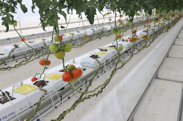 스마트팜 작물(토마토) 생장 환경 실증 시설
