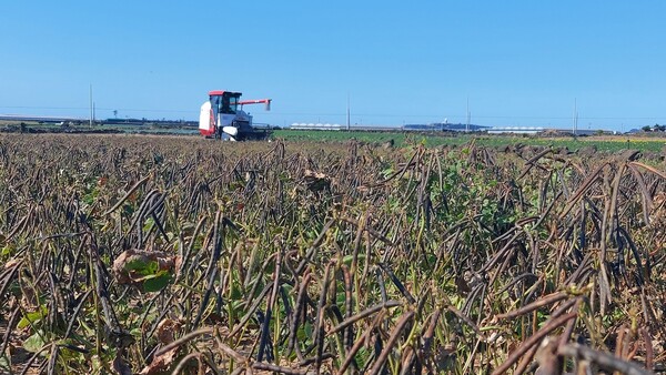 녹두 기계수확 현장