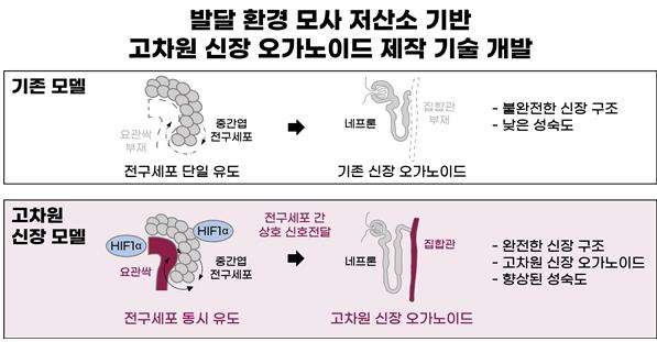 저산소 기반 전구세포 동시 유도에 따른 고도화된 신장 오가노이드의 형성 모식도