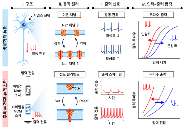 뉴런과 주파수 전환 뉴리스터의 비교 개념도. 뇌 신경세포의 내재적 가소성은 이온 채널해 흥분성을 조절한다. 주파수 전환 뉴리스터는 휘발성Mott 소자가 전류 스파이크를 발생시키고, 비휘발성VCM 소자가 저항 상태를 조절하여 이와 유사한 주파수 조절 특성을 구현한다.