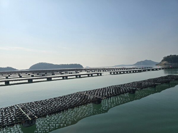 고흥 도화면 김 양식장 전경